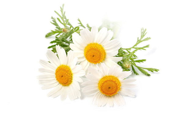 Chamomile