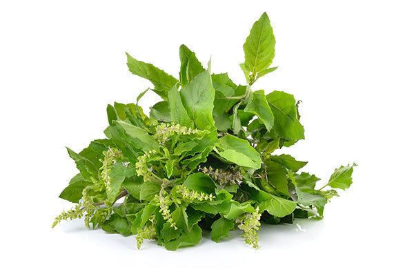 Tulsi(holy Basil)