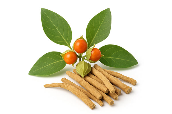 Ashwagandha (Winter Cherry)