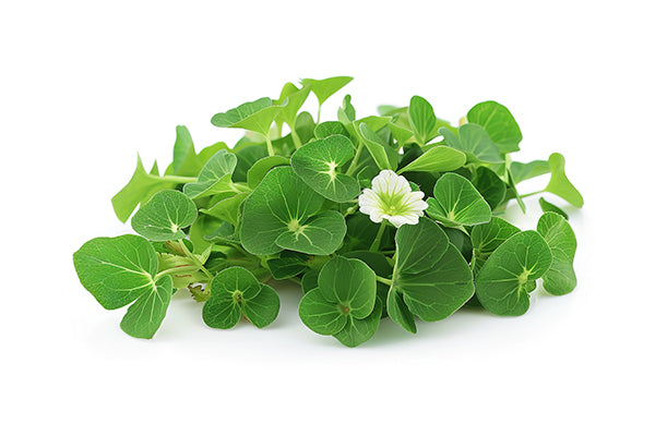 Brahmi