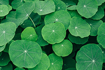 Brahmi plant benefits