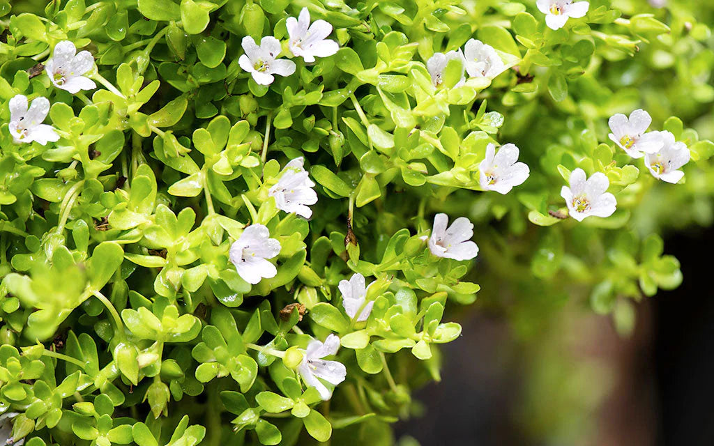 Brahmi vs Amrit Kalash: Which Ayurvedic Supplement is Right for You?