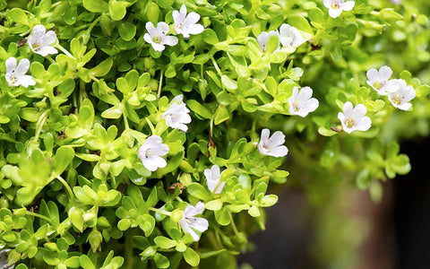 Brahmi vs Amrit Kalash: Which Ayurvedic Supplement is Right for You?