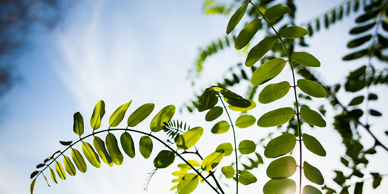 Why Neem is Ayurveda Ultimate Beauty & Wellness Superstar?
