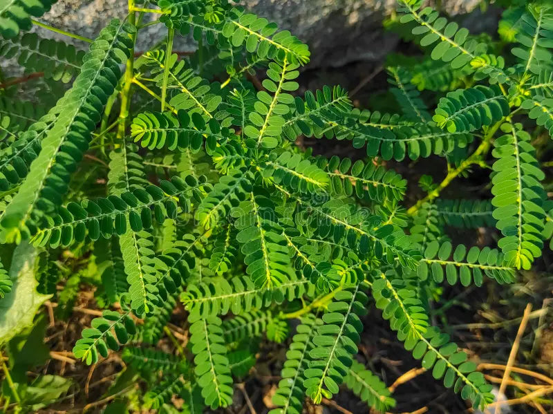 Bhumi Amla – Ayurvedic Herb for Liver Health, Digestion & Immunity