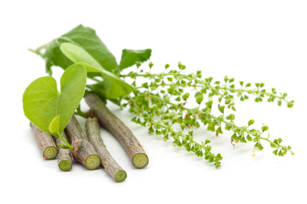 Giloy (Guduchi): Benefits, Uses, Forms & Side Effects in Ayurveda