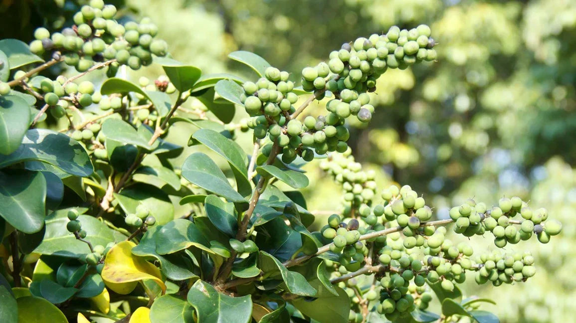 Guggul: Benefits, Uses, and Dosage in Ayurveda