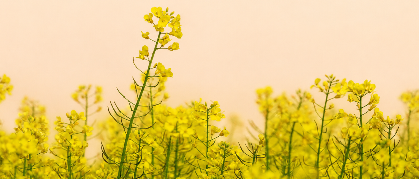 What Is Kachi Ghani Mustard Oil? Meaning, Benefits, Uses &amp; Ayurvedic Perspective