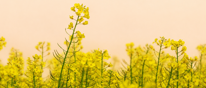 What Is Kachi Ghani Mustard Oil? Meaning, Benefits, Uses & Ayurvedic Perspective