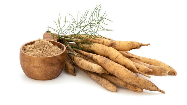Shatavari Benefits
