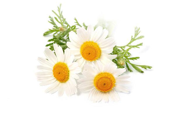 Chamomile