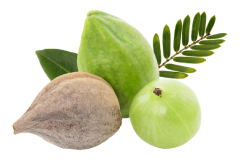 Triphala2