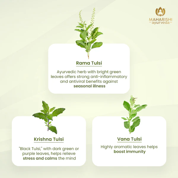 Tulsi Green Tea Premium | Organic Ayurvedic Blend