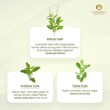 Tulsi Green Tea Premium | Organic Ayurvedic Bleend