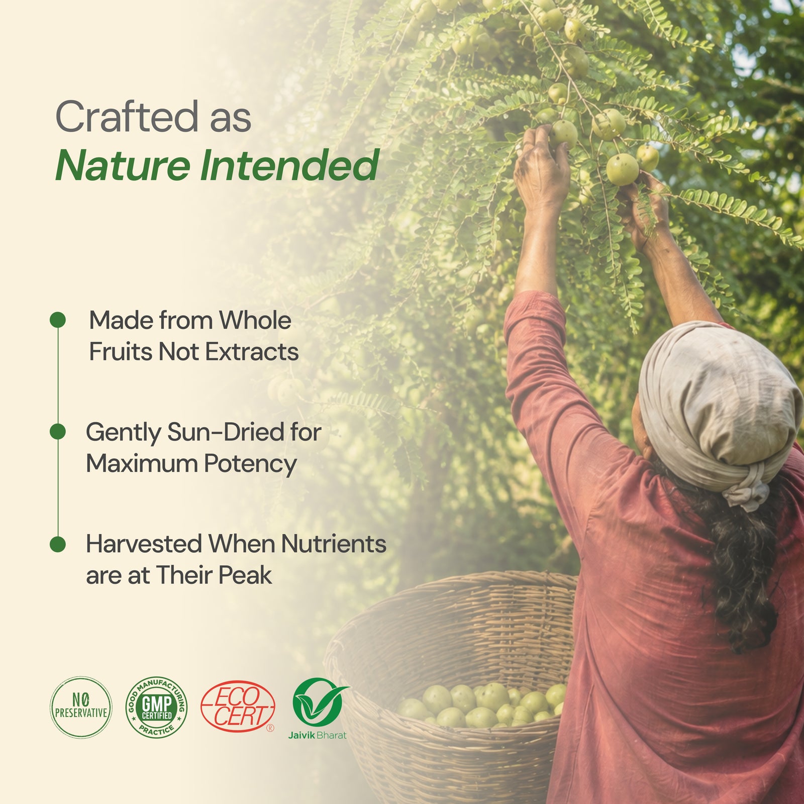 Organic Triphala Churna | Digestive Health & Natural Detox